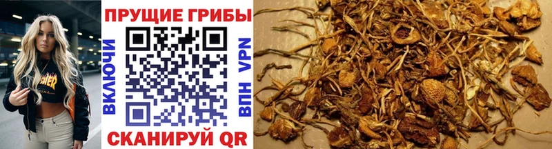 купить наркоту  дарк нет клад  Галлюциногенные грибы Psilocybe  Сенгилей 